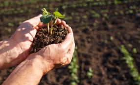 Image of hand in soil holding a plant 