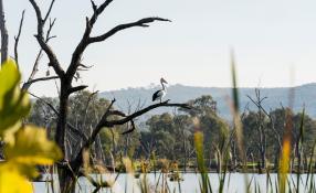 This is an image of a pelican in the Wigarra Trail