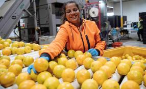 Seasonal Worker with picked oranges 
