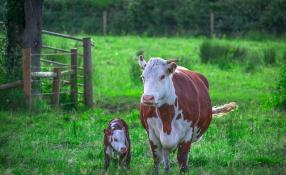 This is an image of a cow and a calf