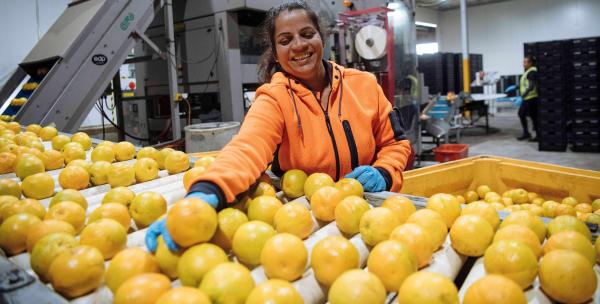 Seasonal Worker with picked oranges 