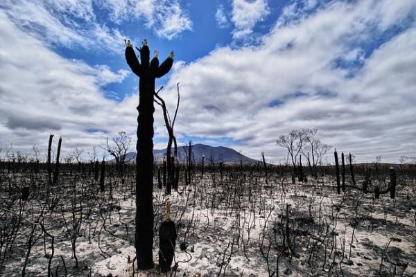 This is an image of a bushfire