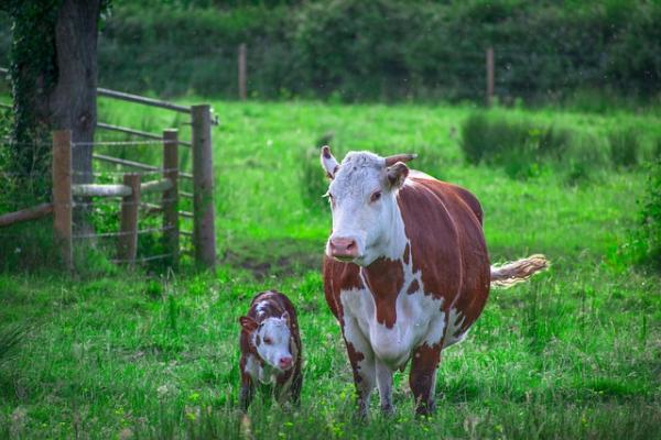 This is an image of a cow and a calf